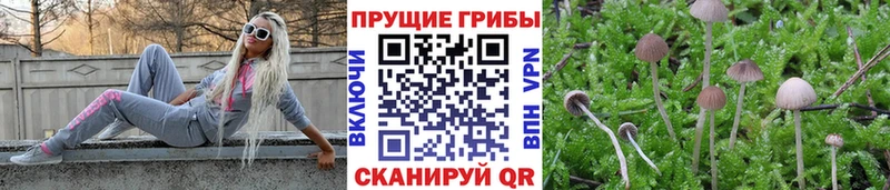 Галлюциногенные грибы Psilocybine cubensis  Купить где  Снежинск 